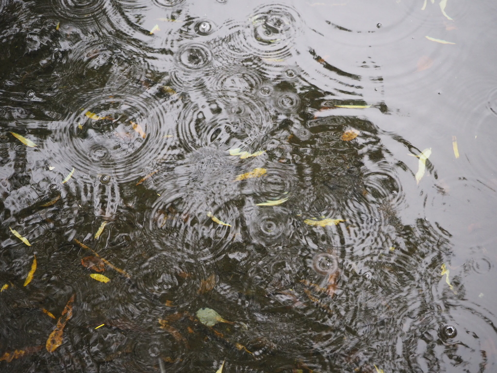 雨