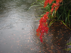 雨