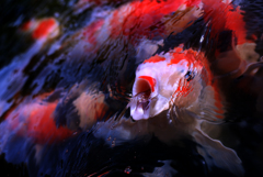 鯉