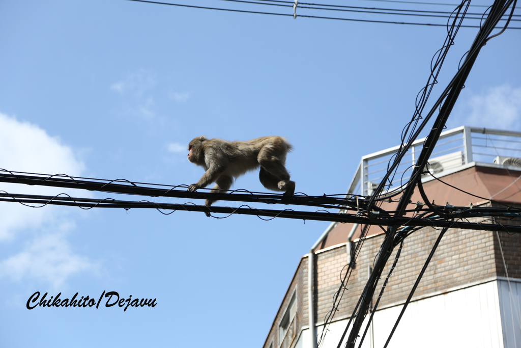 猿の電線渡り