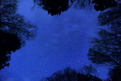 夜の森と星