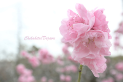 大阪城公園の桃の花