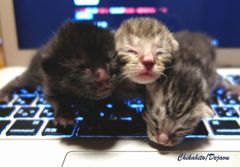 猫