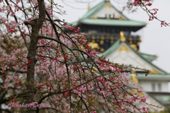 大阪城と桃の花