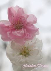 桃の花　ピンクと白