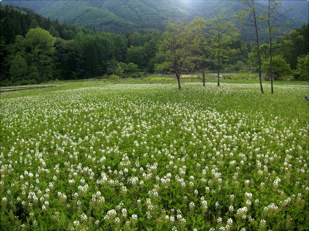 ミツガシワの群落