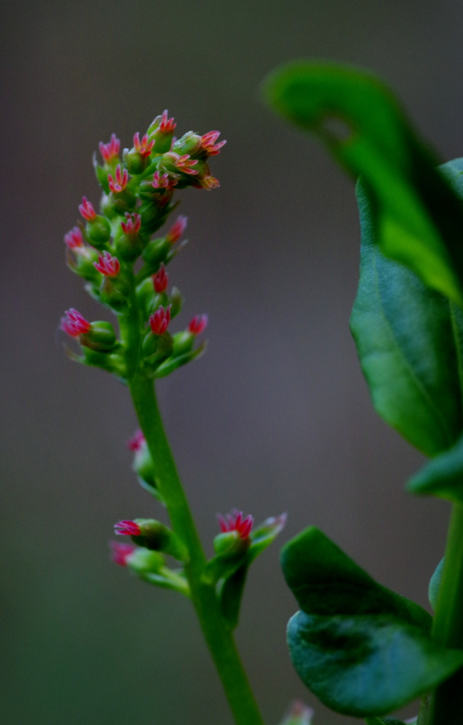 ドクウツギの雌花