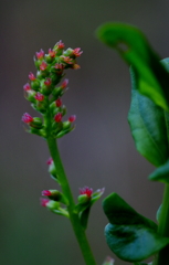 ドクウツギの雌花