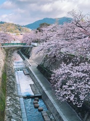 平成最後の桜