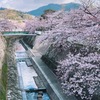 平成最後の桜