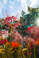 円照寺の彼岸花