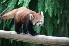 レッサーパンダ