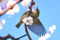 はいポーズ