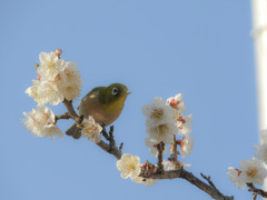 令和3年のウメジロ君？ちゃん？