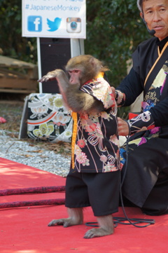 綾部山梅林 猿まわし