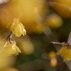蠟梅②