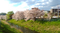 春の川桜3