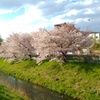 春の川桜3