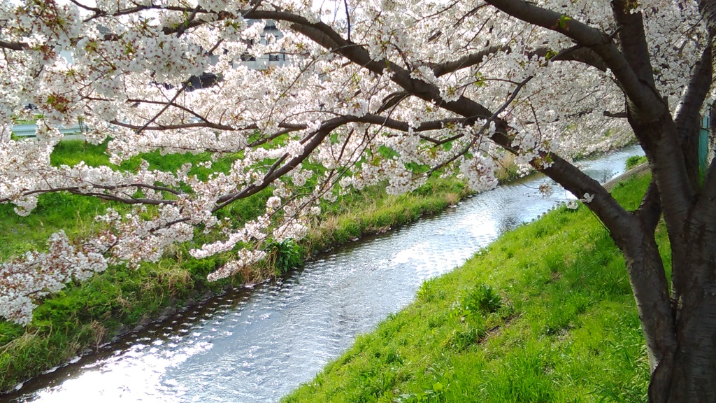 春の川桜2