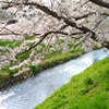 春の川桜2