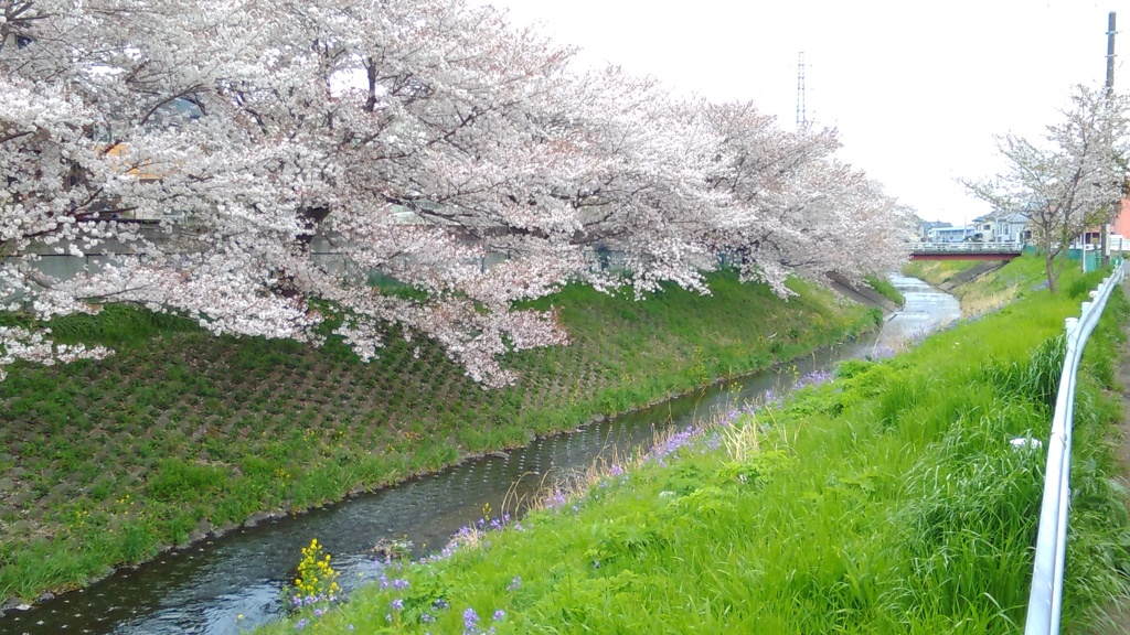 春の川桜