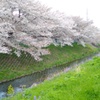 春の川桜