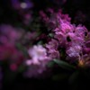 蜜吸い2