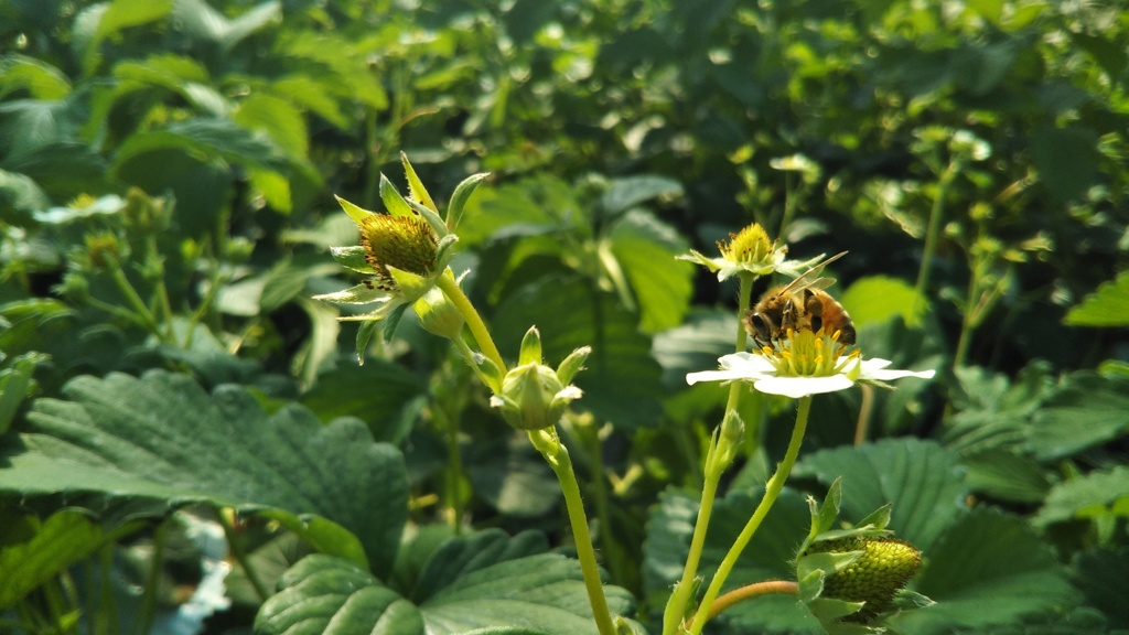 苺と蜂