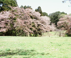 花見