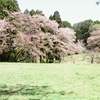 花見