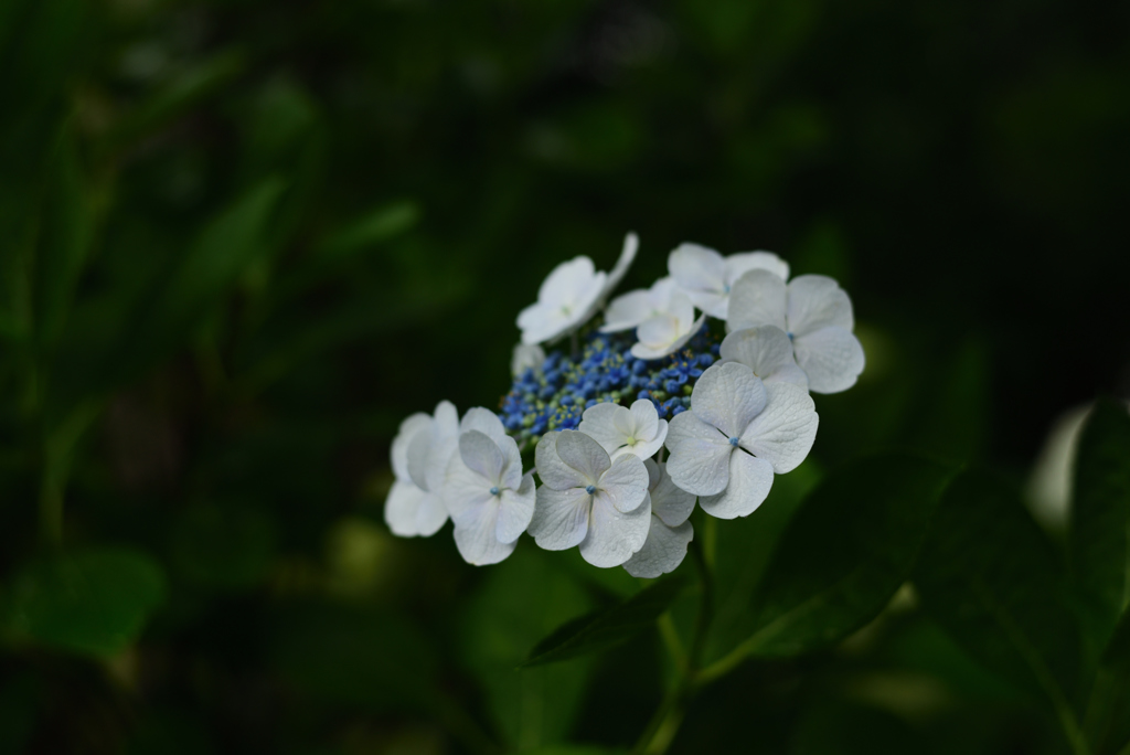 紫陽花