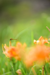 とんぼと花