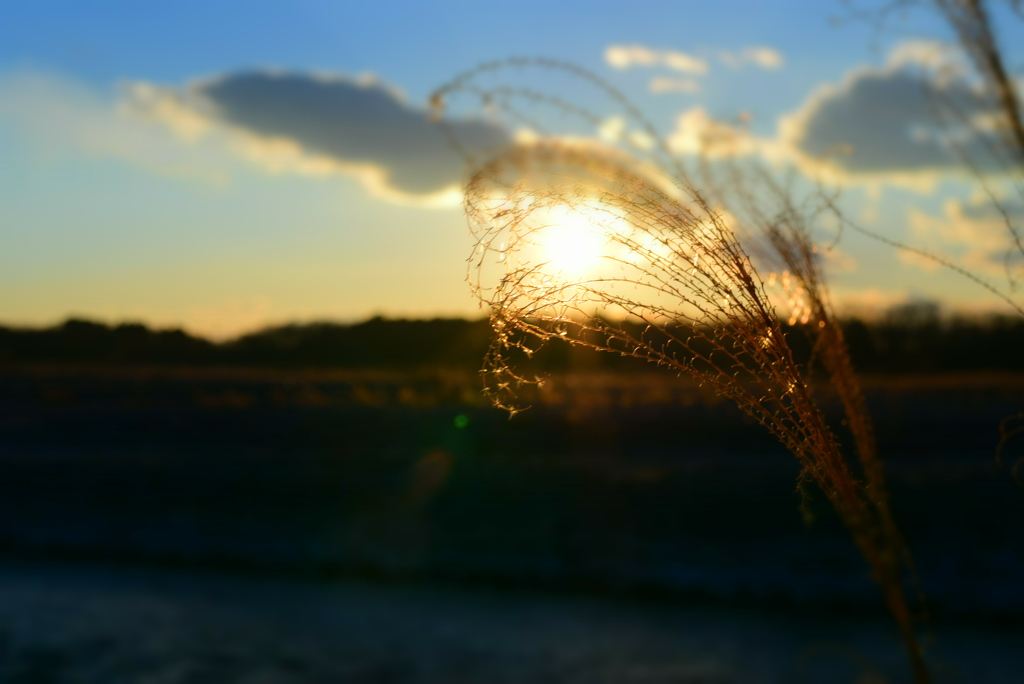 夕日②