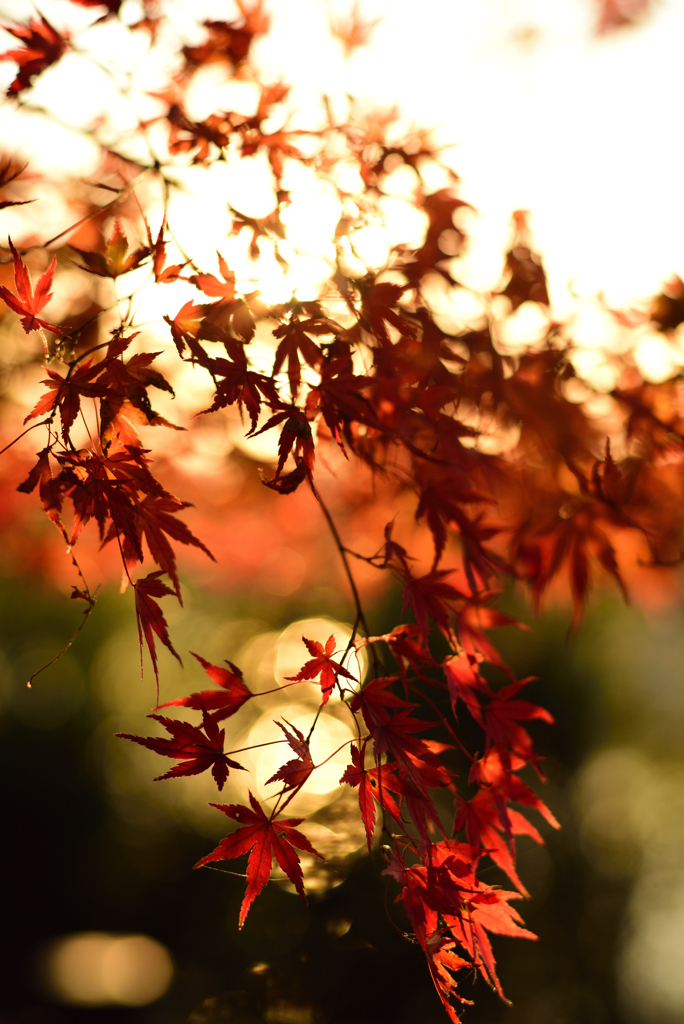 夕刻の紅葉