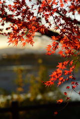 日暮れの紅葉