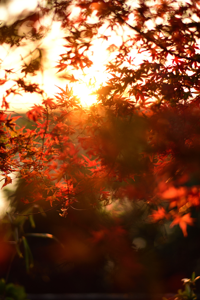 夕焼けと紅葉