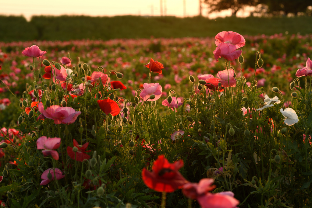 夕日に照らされた花々