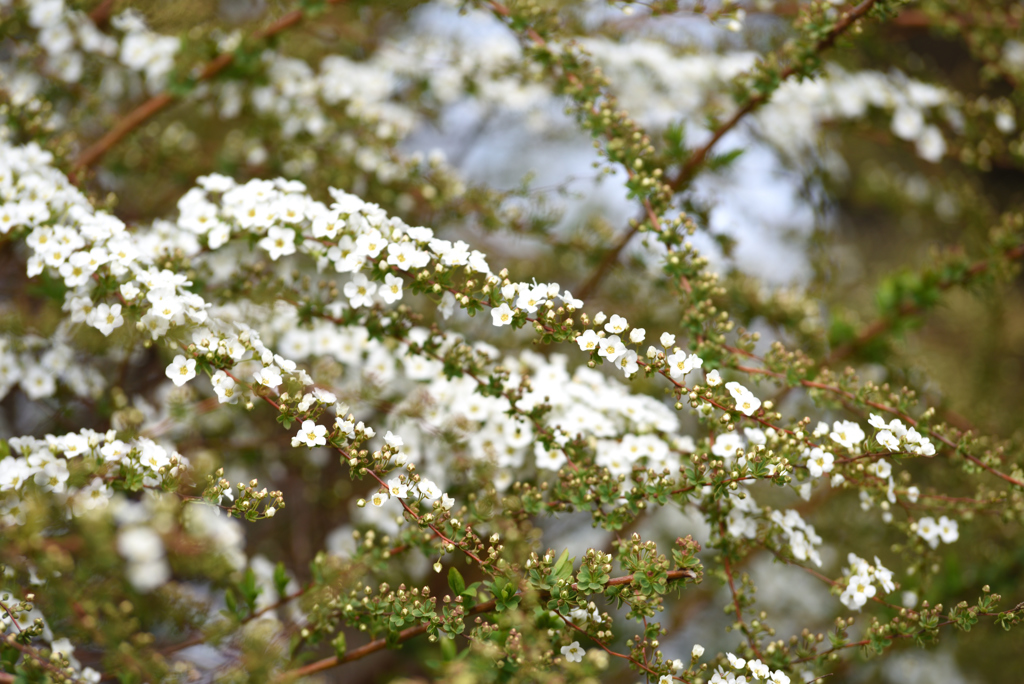 花③