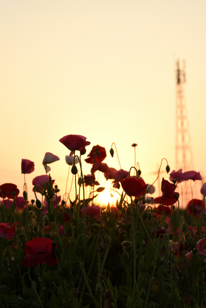 花と夕日と鉄塔