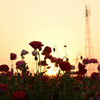 花と夕日と鉄塔