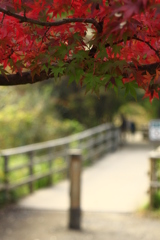 三宝寺池