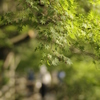 蜘蛛の巣
