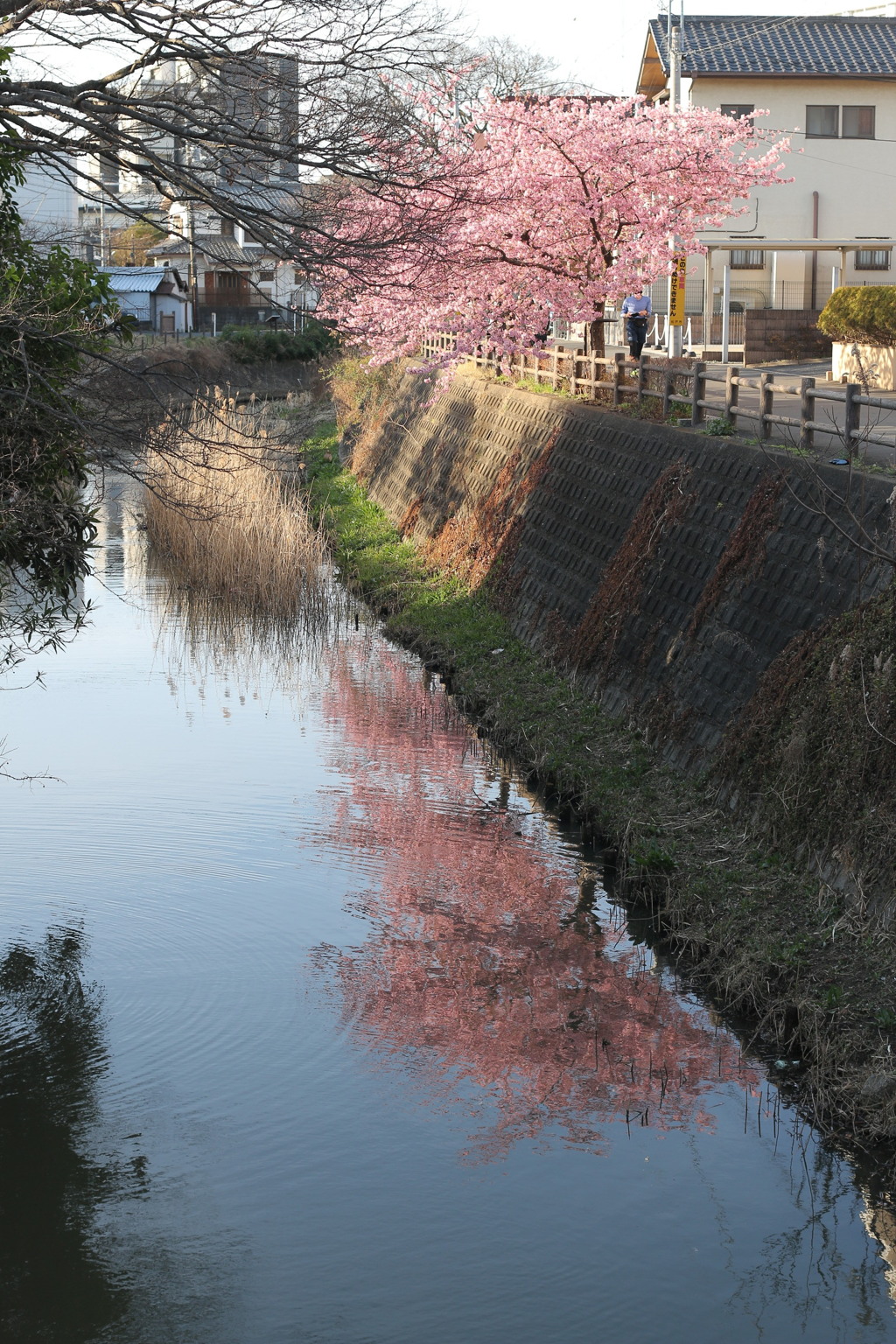 野川