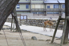 宮島の鹿