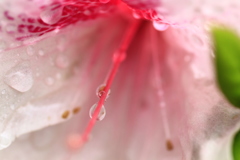 雫