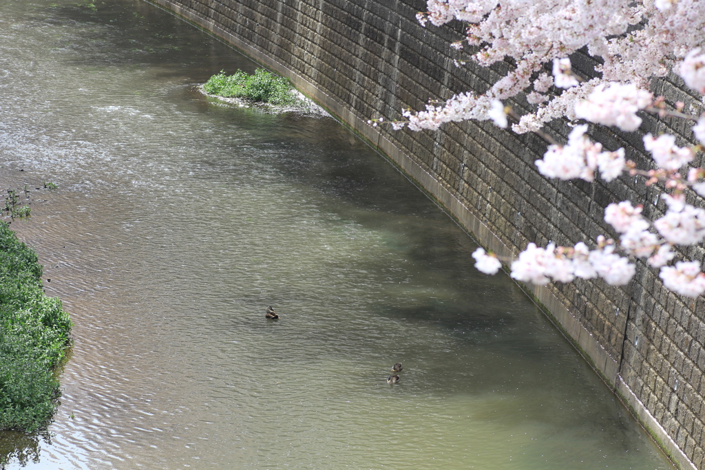 お花見行きますよ~