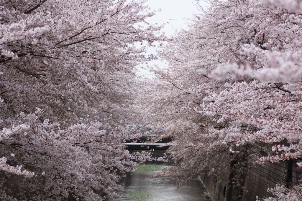 石神井川　はなみばし付近
