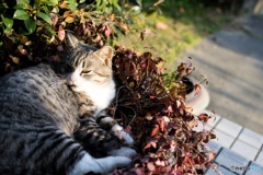 こっちみてんじゃねーよ。