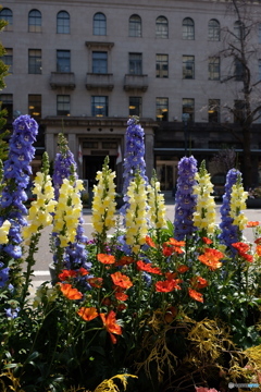 flower garden on the street
