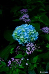 北鎌倉明月院の紫陽花